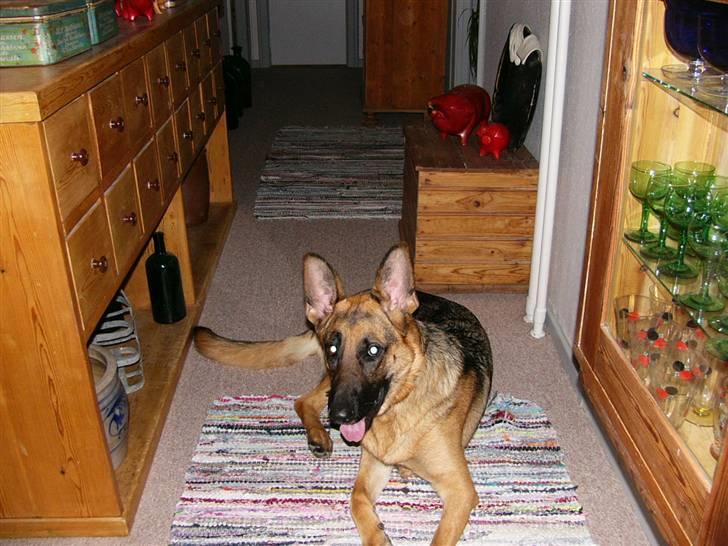 Schæferhund tøsen - Dejligt at slappe lidt af billede 3