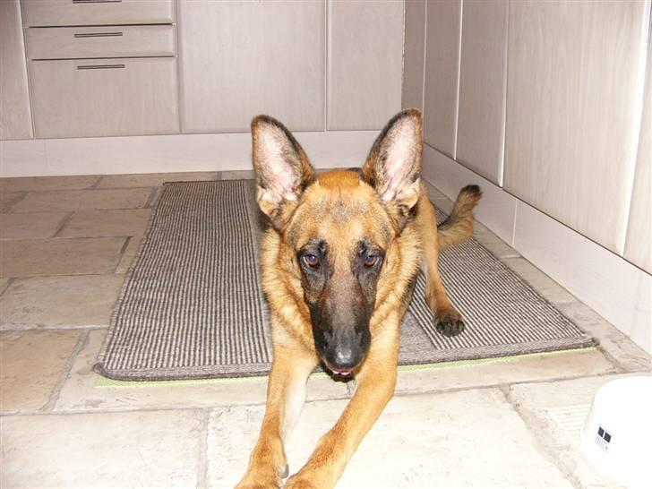 Schæferhund tøsen - Så er det juleaften og jeg glæder mig til at få gaver billede 4