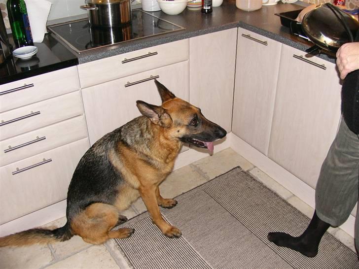 Schæferhund tøsen - Mon snart mor "taber" noget ned fra køkkenbordet?!.. billede 5