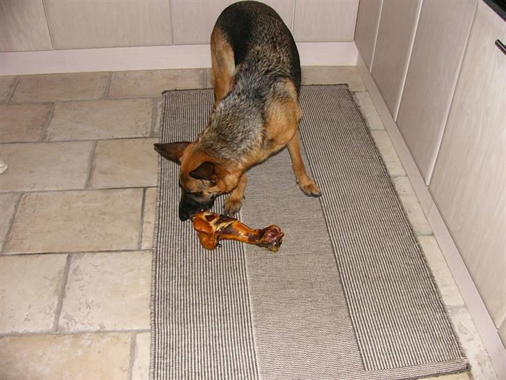 Schæferhund tøsen - Jubii nu har jeg fået en julegave! Et dejligt røget okseben.... MUMS! billede 6