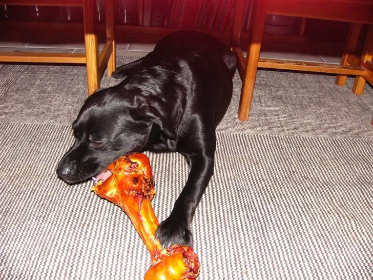 Schæferhund tøsen - Fætter Seiko der også har fået et okseben i julegave billede 7