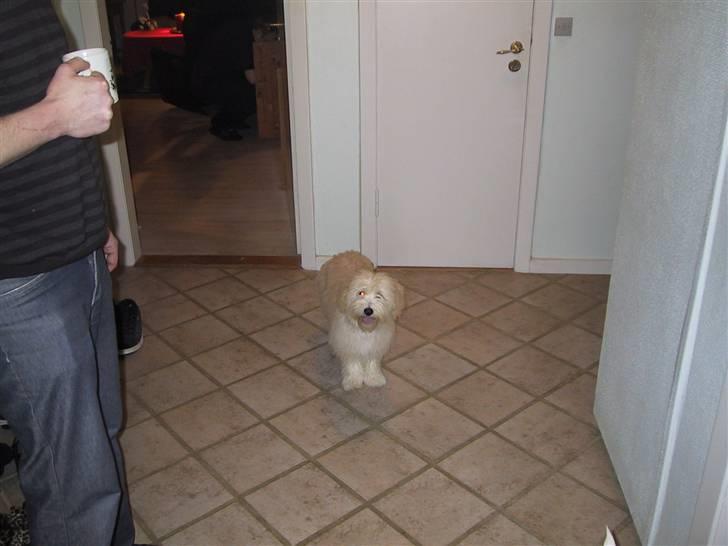 Coton de tulear loco billede 1