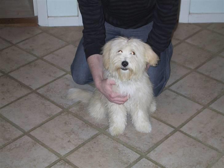 Coton de tulear loco billede 2