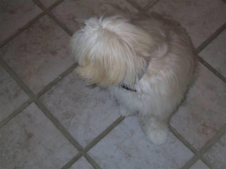 Coton de tulear loco billede 3