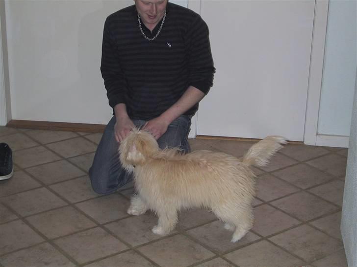 Coton de tulear loco billede 4