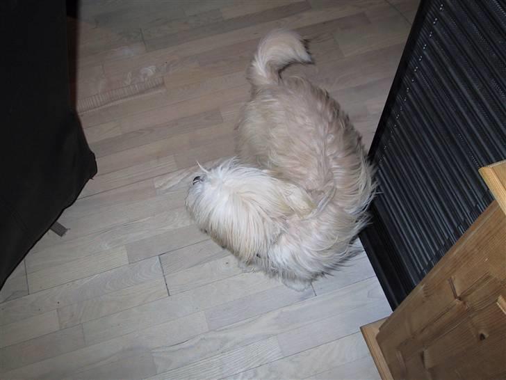 Coton de tulear loco billede 5