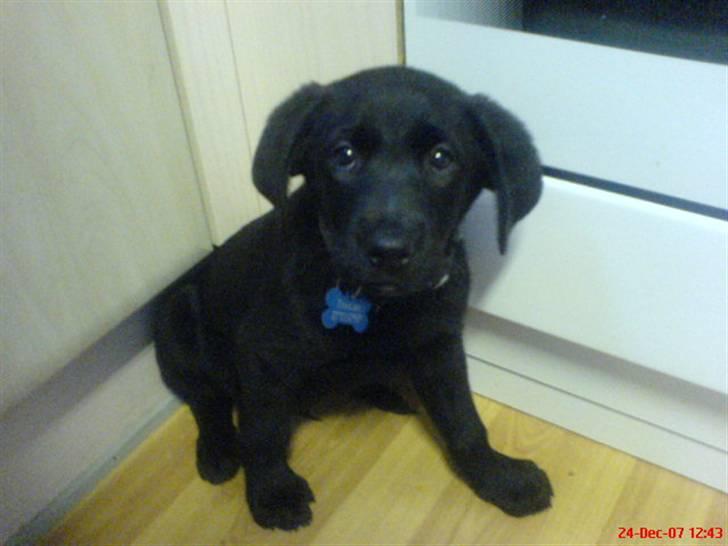 Labrador retriever Tristan - En lidt utryg (endnu da) Tristan - er ik helt tryg ved kattene endnu billede 1