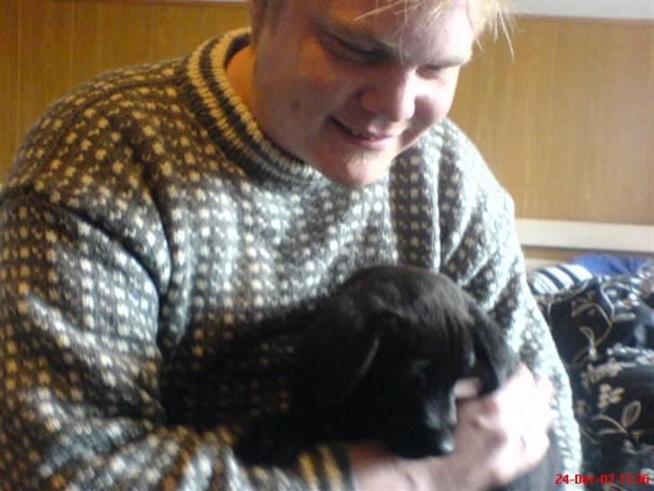 Labrador retriever Tristan - Min elskede og vores skønne hund, Tristan billede 2