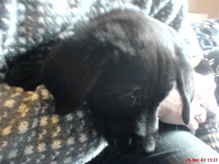 Labrador retriever Tristan billede 3