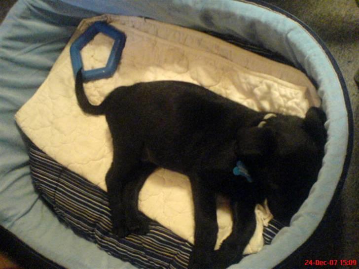 Labrador retriever Tristan - Tristan i hans egen seng billede 4