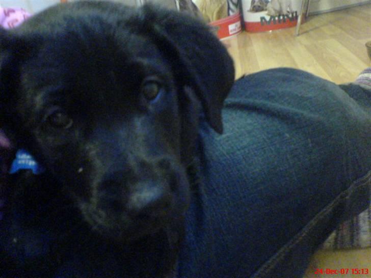 Labrador retriever Tristan billede 5