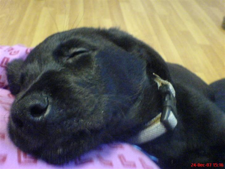 Labrador retriever Tristan - En træt hund :-) billede 6