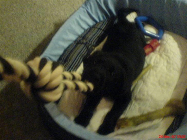 Labrador retriever Tristan - Den legesyge, lille Tristan billede 8