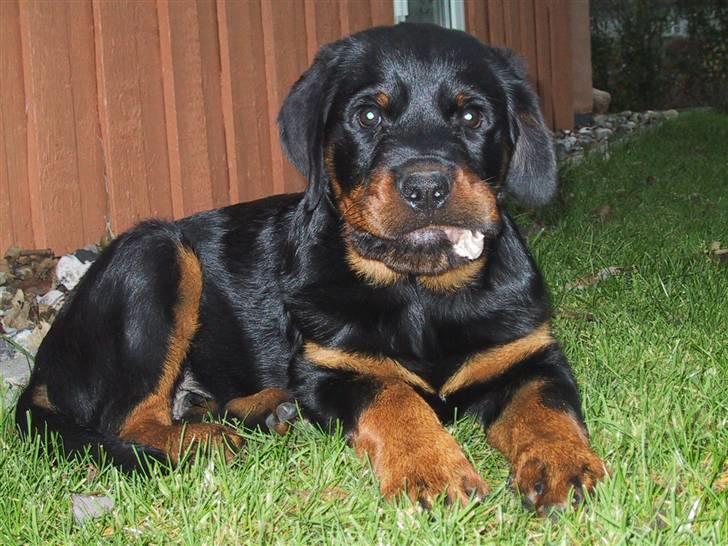 Rottweiler Louis - Her er Louis 12 uger billede 1