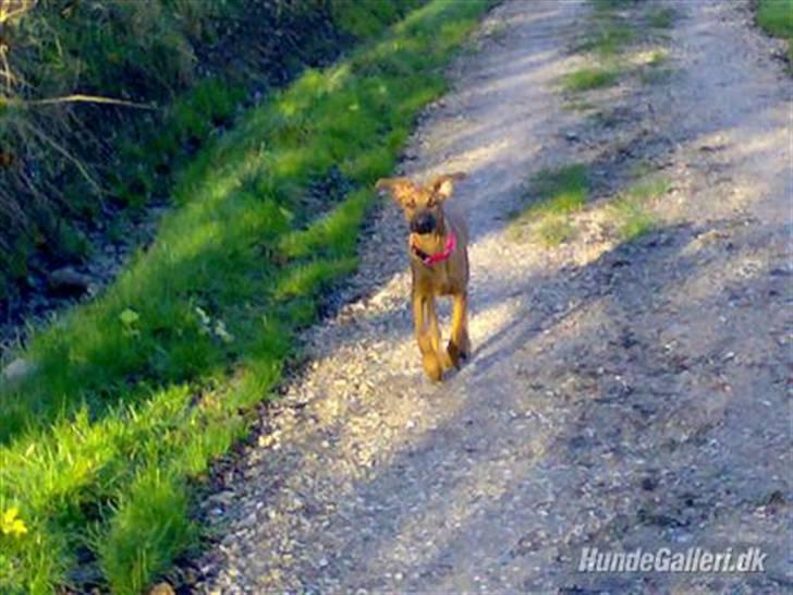 Blanding af racer ** Aamina ** RIP 12/08-08 - Hun kan flyve med de ører billede 8