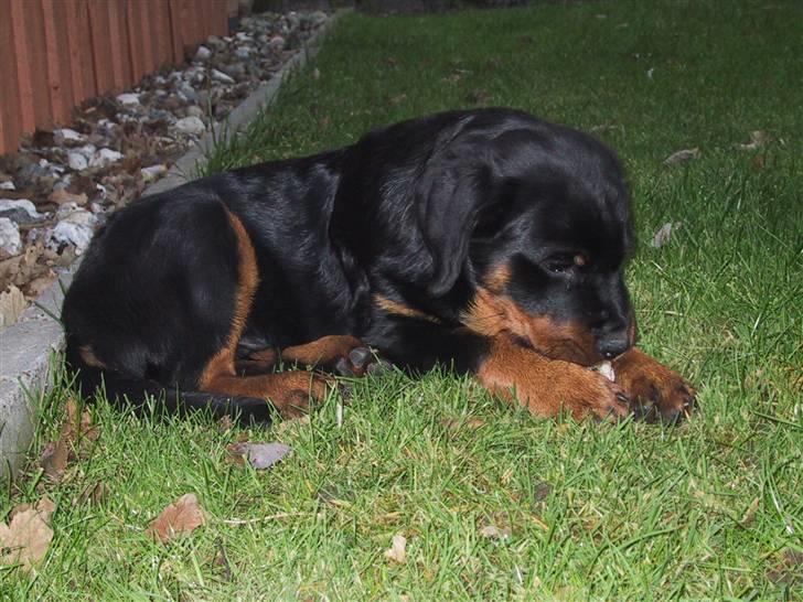 Rottweiler Louis billede 2