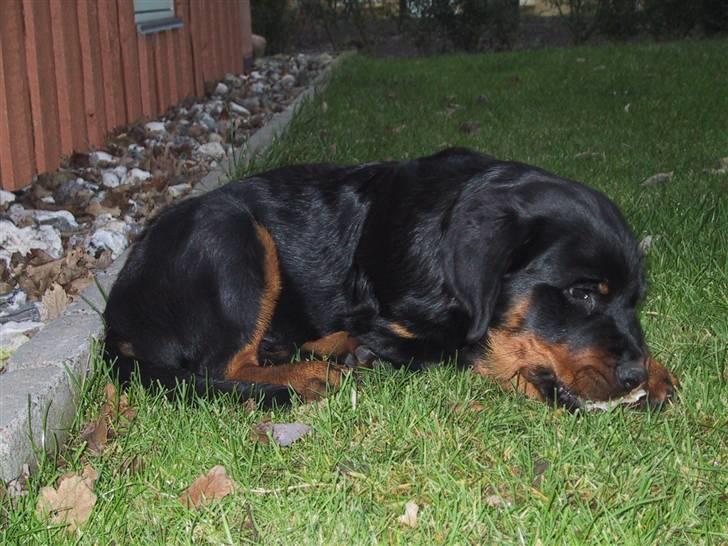 Rottweiler Louis billede 3