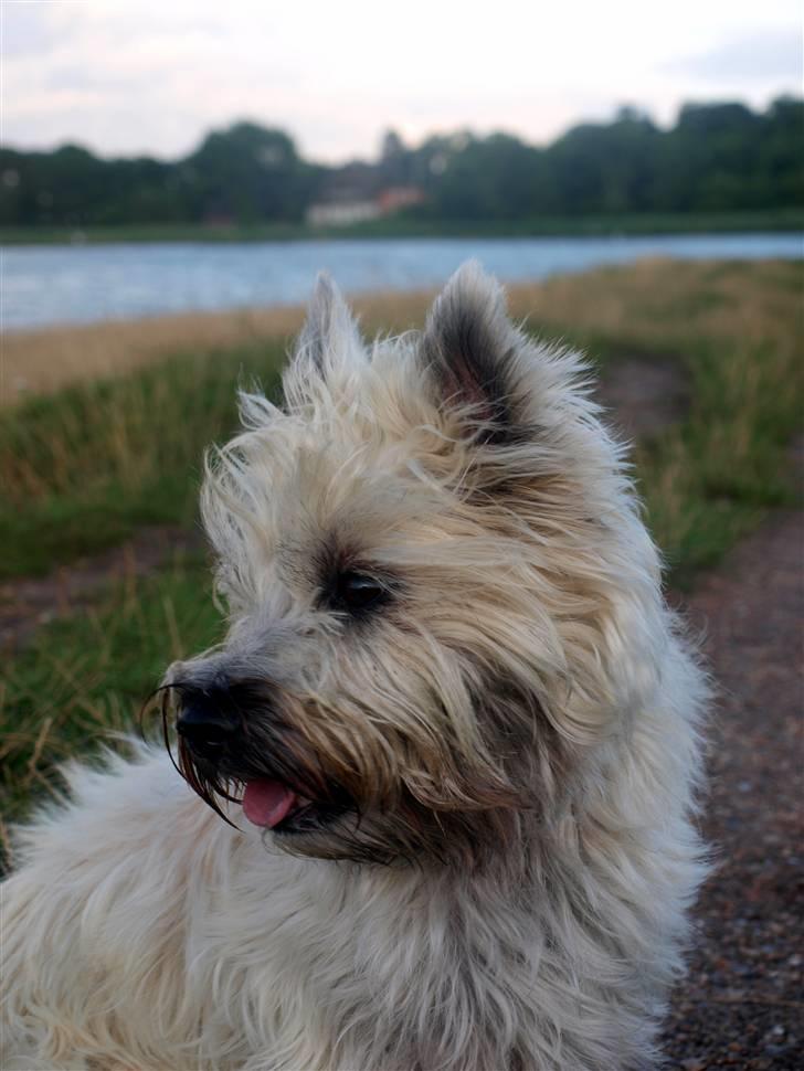 Cairn terrier Micci - På heden :-) billede 8