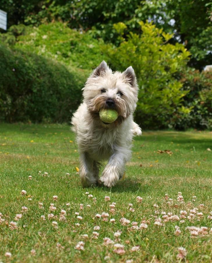 Cairn terrier Micci - Fuld gas :) D. 28/6 2009 billede 9