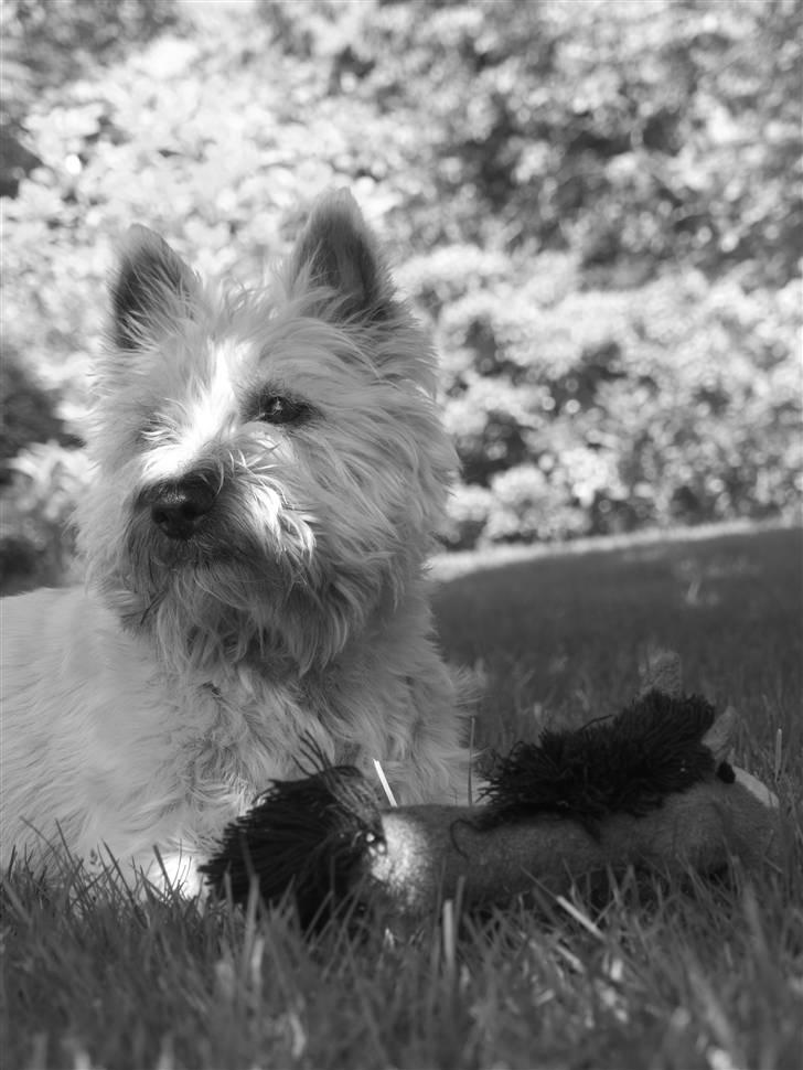 Cairn terrier Micci - d. 5/6 2010 billede 10