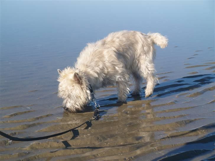 Cairn terrier Micci - "Mmm, Vesterhavet smager altså bare sååå dejligt" :) billede 11