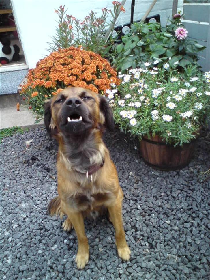 Blanding af racer Jack (græsk hund) billede 1