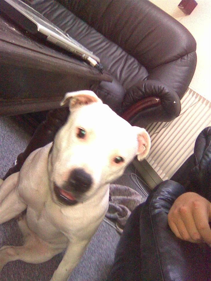 Staffordshire bull terrier Ruth - Lille tæt byggede Ruth billede 1