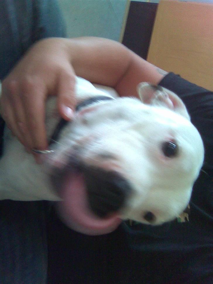 Staffordshire bull terrier Ruth billede 2