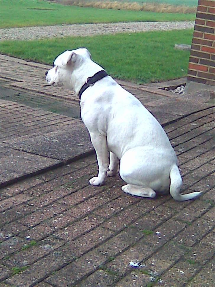 Staffordshire bull terrier Ruth billede 3
