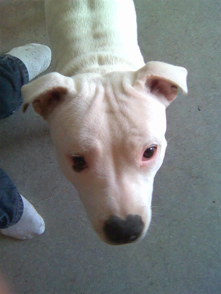 Staffordshire bull terrier Ruth billede 4