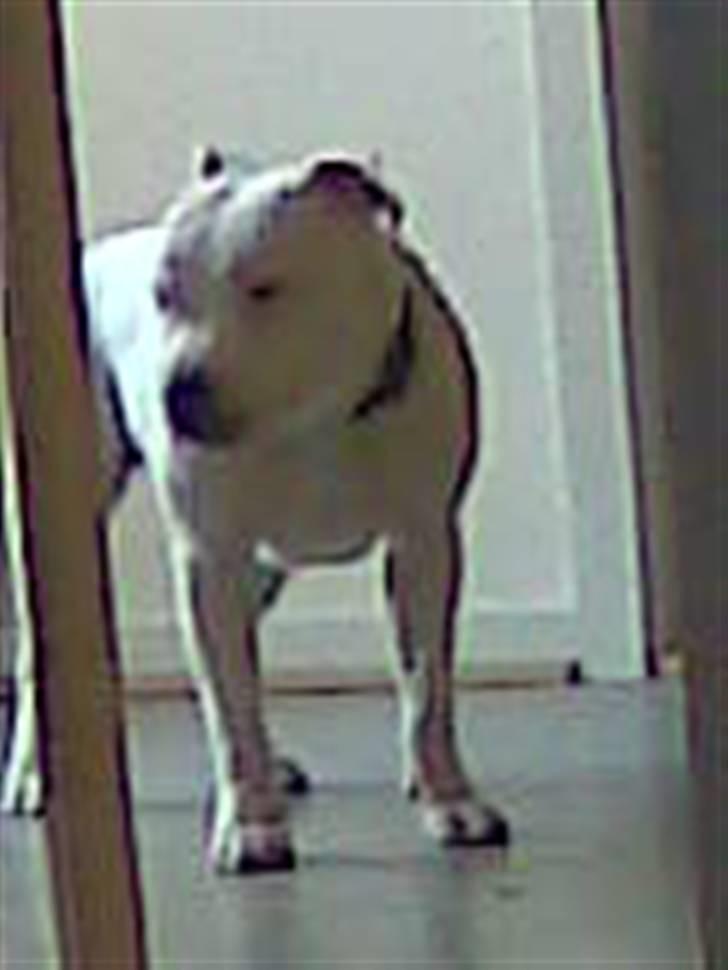 Staffordshire bull terrier Ruth billede 5