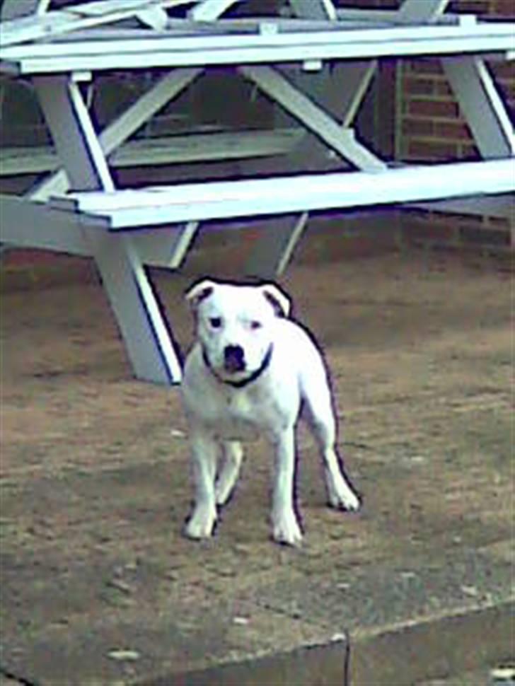 Staffordshire bull terrier Ruth billede 6