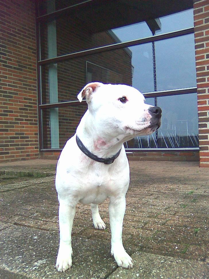 Staffordshire bull terrier Ruth billede 7