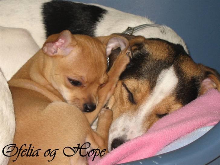Chihuahua Ofelia - Ligger lige og nyder min nye søster Hope..... billede 5