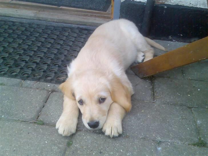 Golden retriever lapija's Frida  billede 1