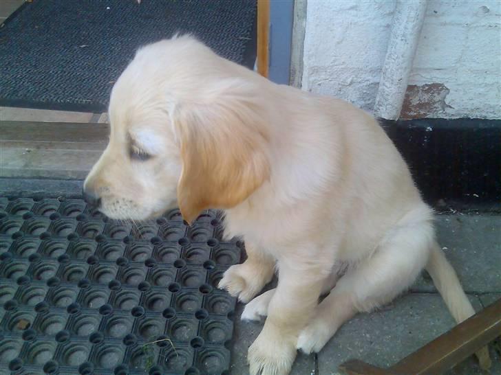 Golden retriever lapija's Frida  billede 2