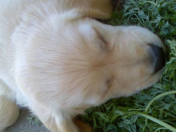 Golden retriever lapija's Frida  billede 4