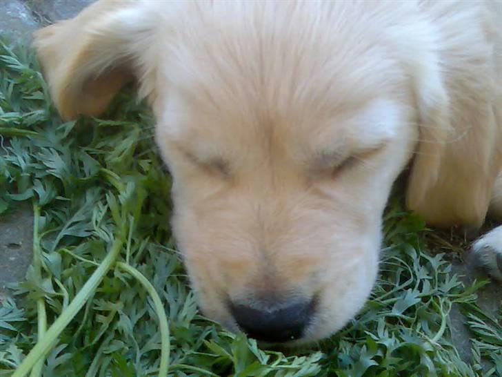 Golden retriever lapija's Frida  billede 5