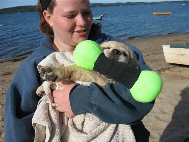 Golden retriever lapija's Frida  billede 6