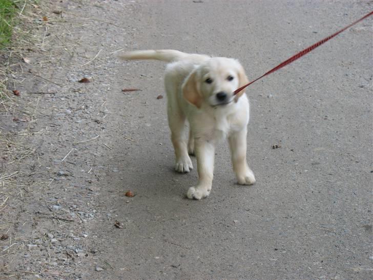 Golden retriever lapija's Frida  billede 7