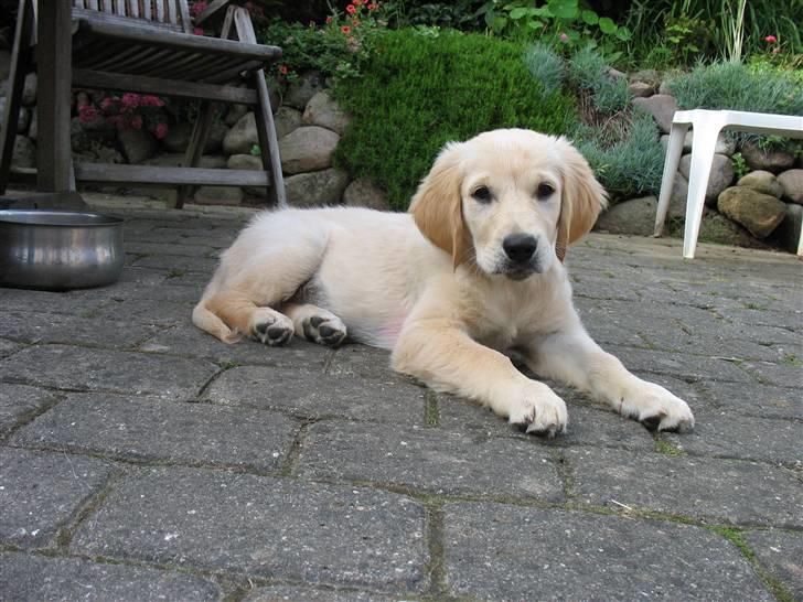 Golden retriever lapija's Frida  billede 8