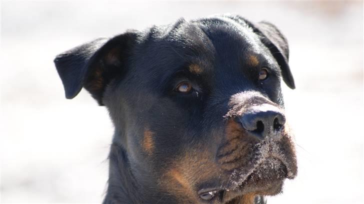 Rottweiler Simba - 2,5 år billede 4