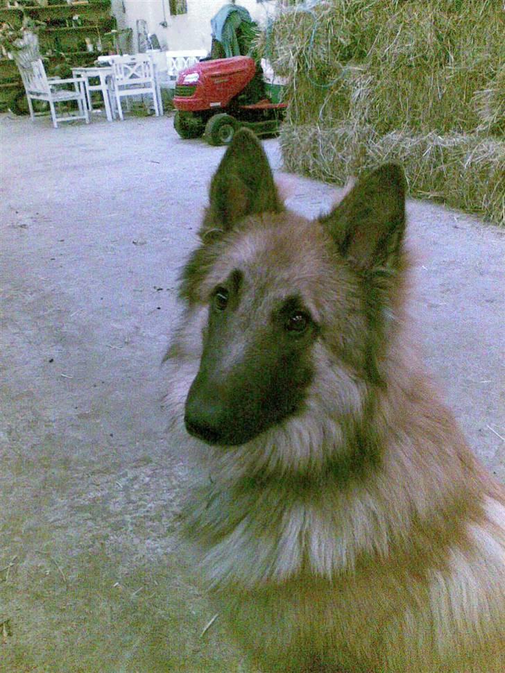 Belgisk hyrdehund Kenzo 2/1 2008 R.I.P  - hej velkommen til min  profil billede 1