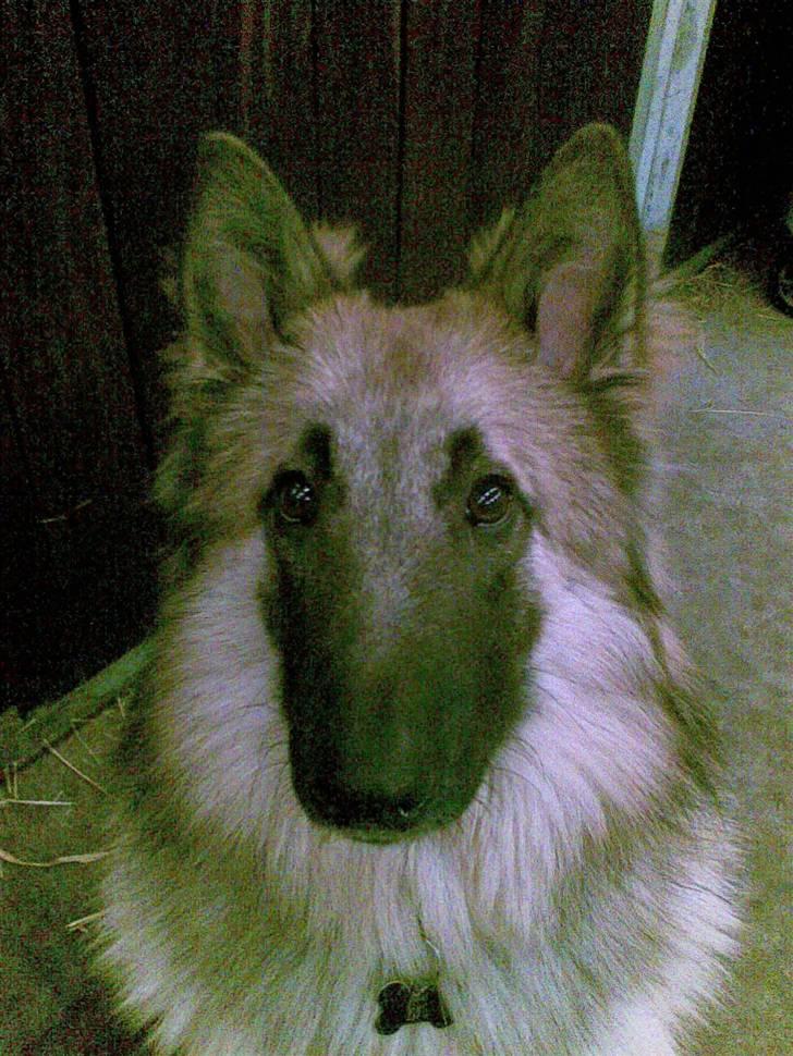 Belgisk hyrdehund Kenzo 2/1 2008 R.I.P  - er jeg ikke køn  billede 2