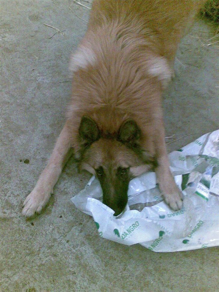 Belgisk hyrdehund Kenzo 2/1 2008 R.I.P  - elsker at lege med poser hehe  billede 3