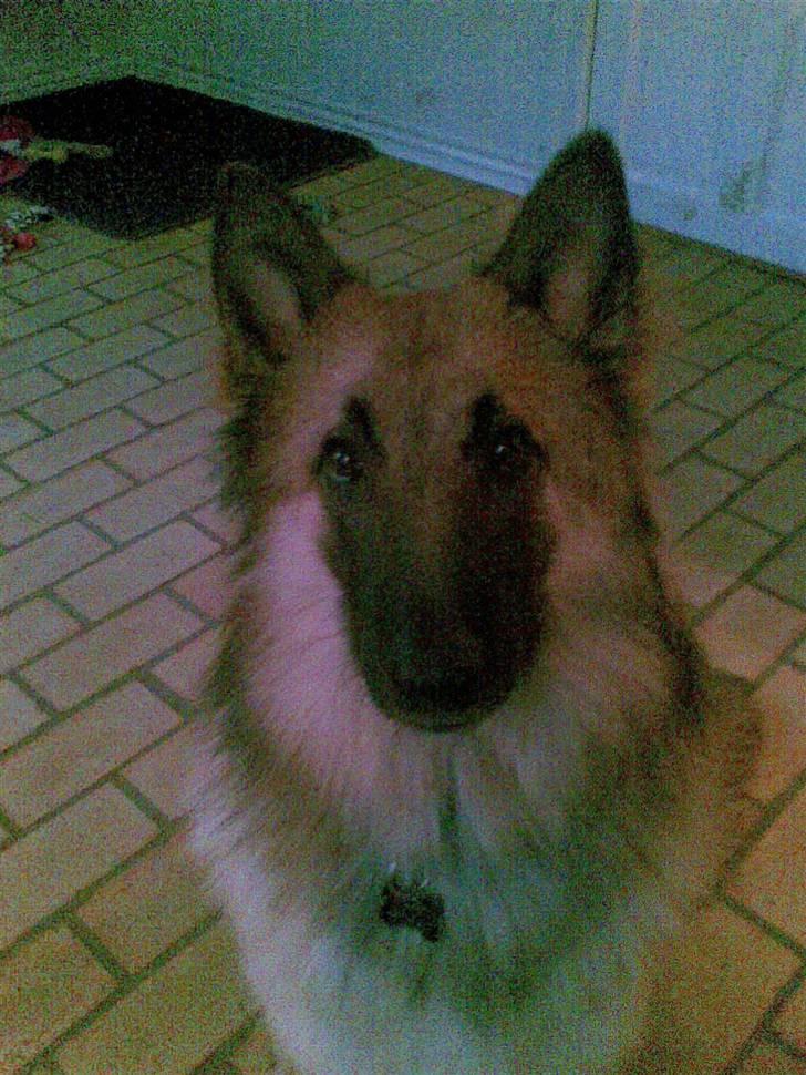 Belgisk hyrdehund Kenzo 2/1 2008 R.I.P  - mig  billede 4