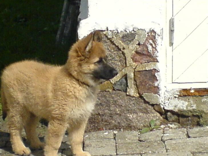 Belgisk hyrdehund Kenzo 2/1 2008 R.I.P  - da jeg var lille  billede 5