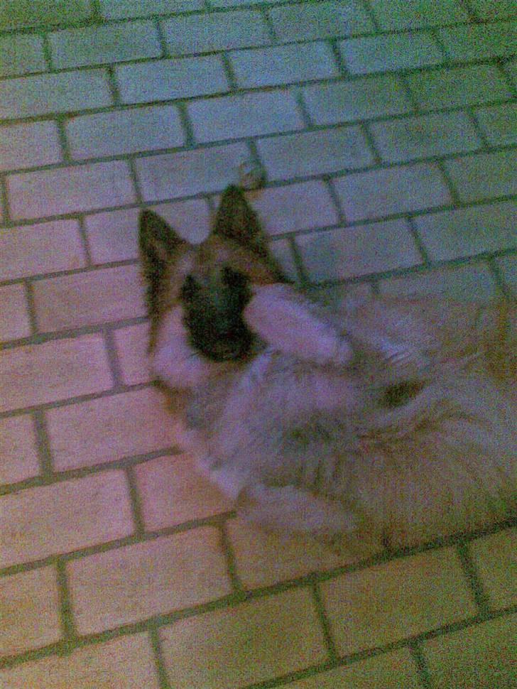 Belgisk hyrdehund Kenzo 2/1 2008 R.I.P  - mig billede 6