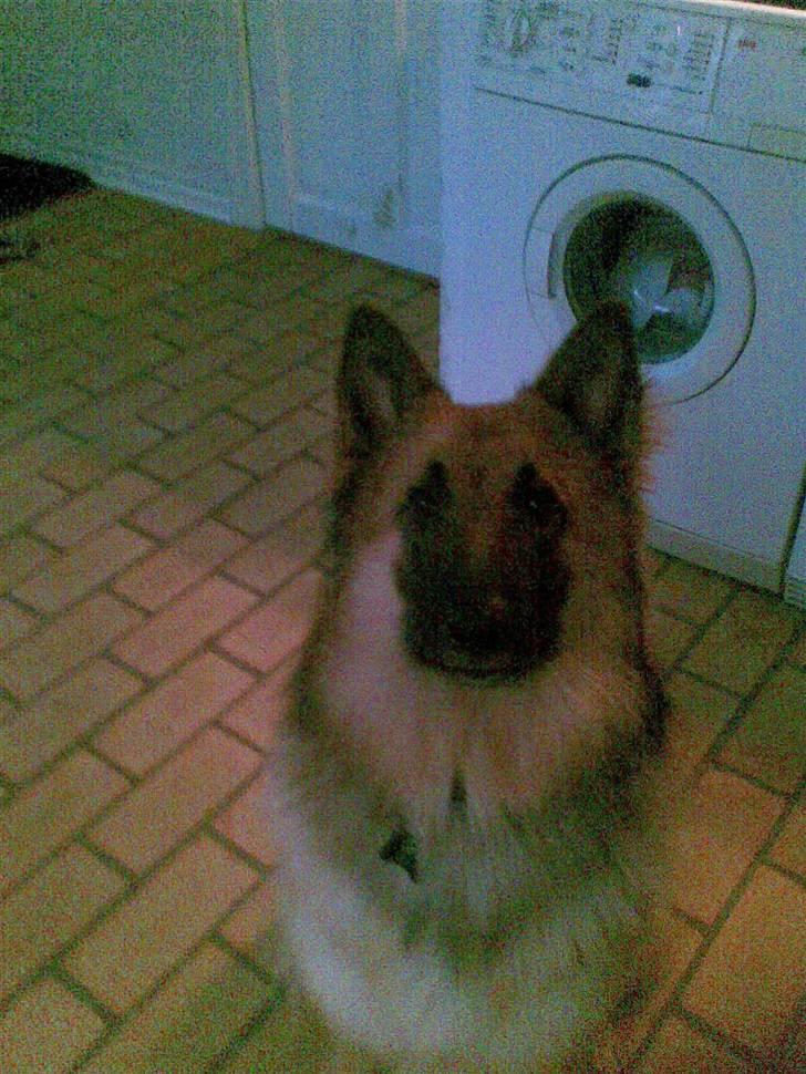 Belgisk hyrdehund Kenzo 2/1 2008 R.I.P  - kenzo <3 billede 7