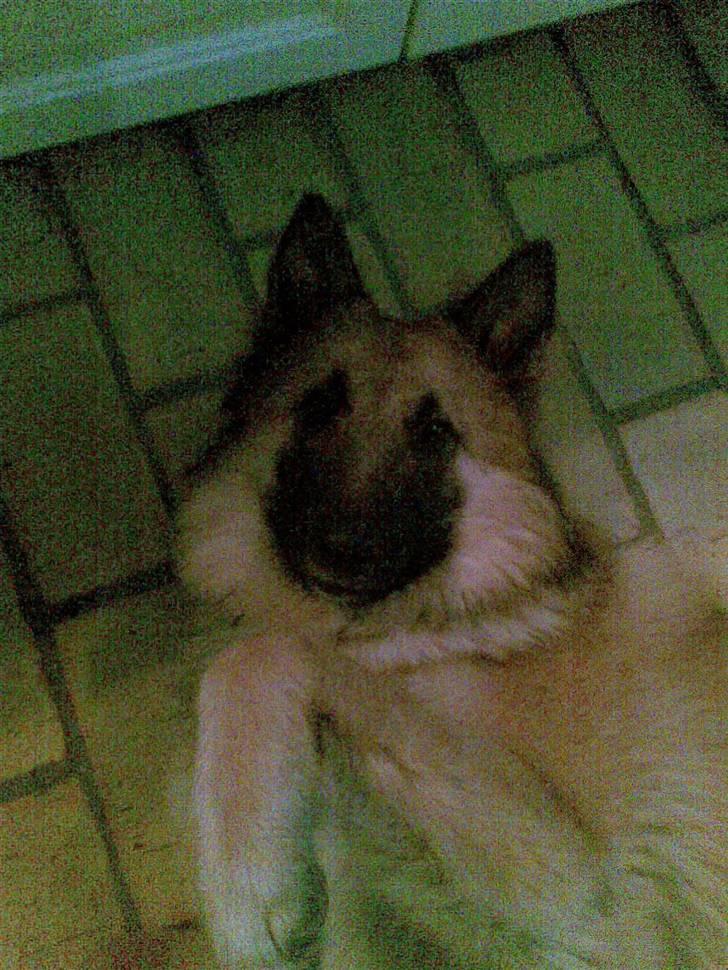 Belgisk hyrdehund Kenzo 2/1 2008 R.I.P  billede 8